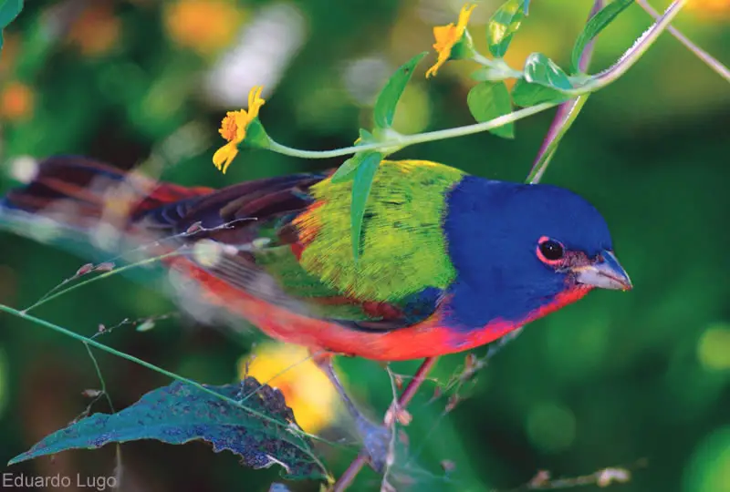 Birdwatching In Puerto Vallarta, Mexico