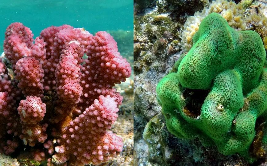 Healthy coral colonies in the Puerto Vallarta and Banderas Bay marine region