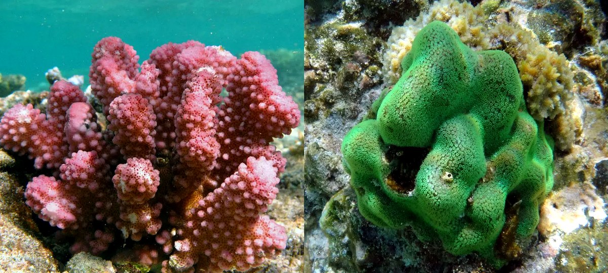Healthy coral colonies in the Puerto Vallarta and Banderas Bay marine region