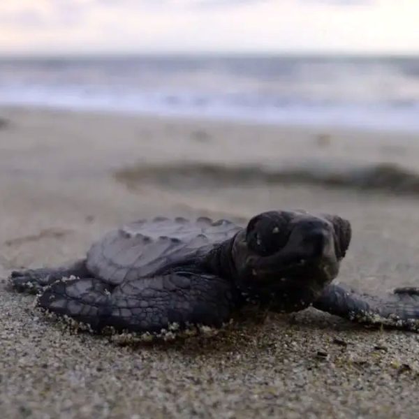 Sea turtle hatchling on a Puerto Vallarta beach for marine conservation news