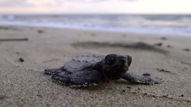 Sea turtle hatchling on a Puerto Vallarta beach for marine conservation news