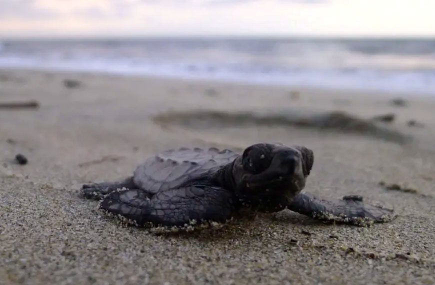 Close-up sea turtle hatchling on a Puerto Vallarta beach for Boca de Tomates conservation support news