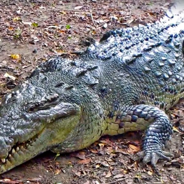 American crocodile in Puerto Vallarta for Estero El Salado conservation education