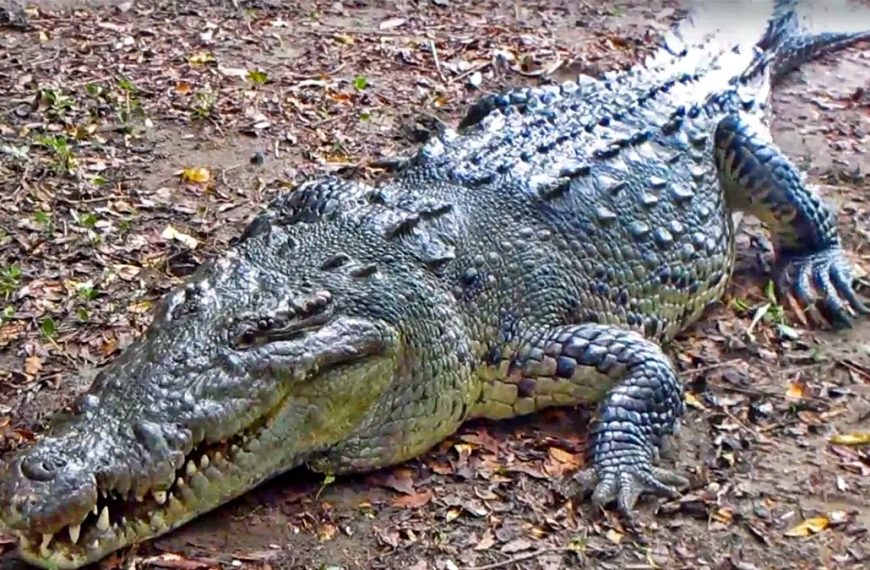 American crocodile in Puerto Vallarta used for rainy-season crocodile alert and monitoring story