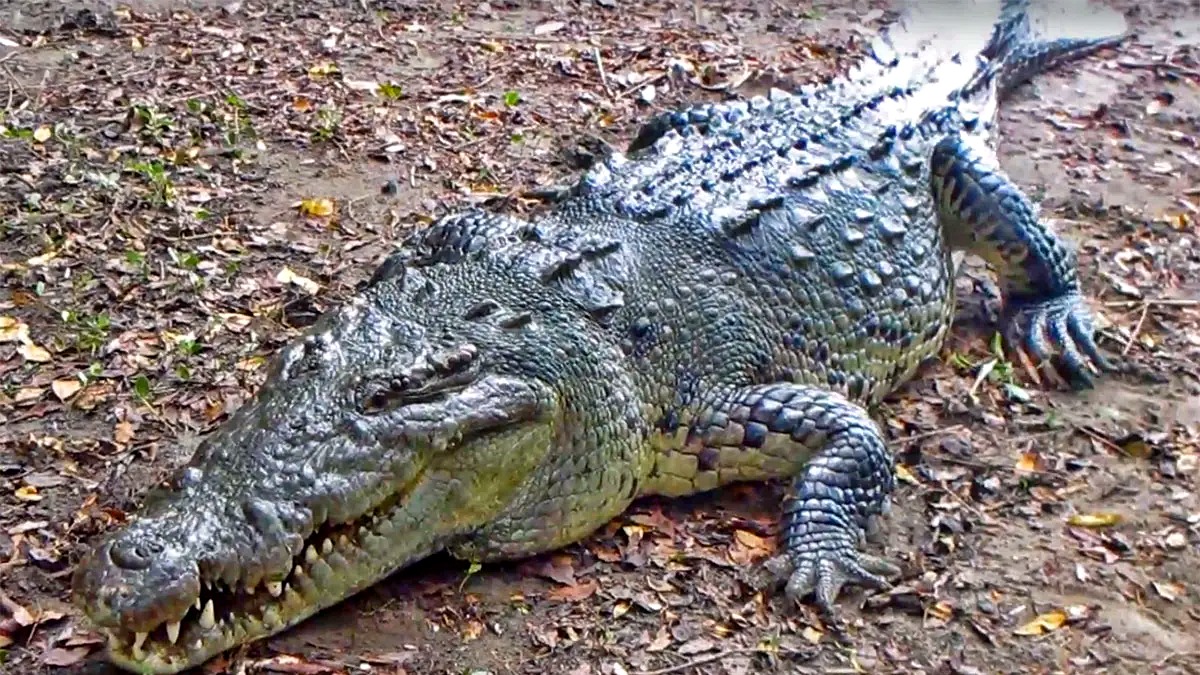 American crocodile in Puerto Vallarta used for rainy-season crocodile alert and monitoring story