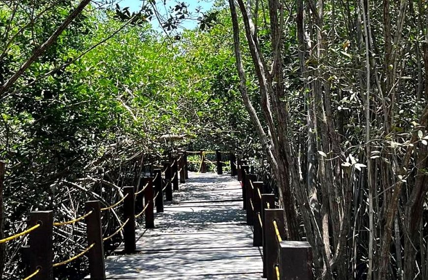 Estero El Salado boardwalk in Puerto Vallarta for green iguana release news