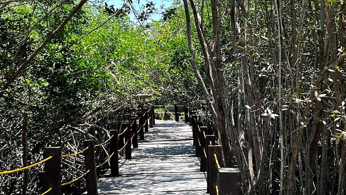 Estero El Salado boardwalk in Puerto Vallarta for green iguana release news