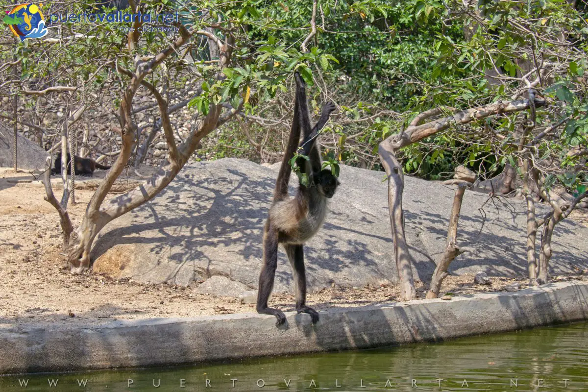 Vallarta Zoo, el zoológico en Mismaloya, paseo…