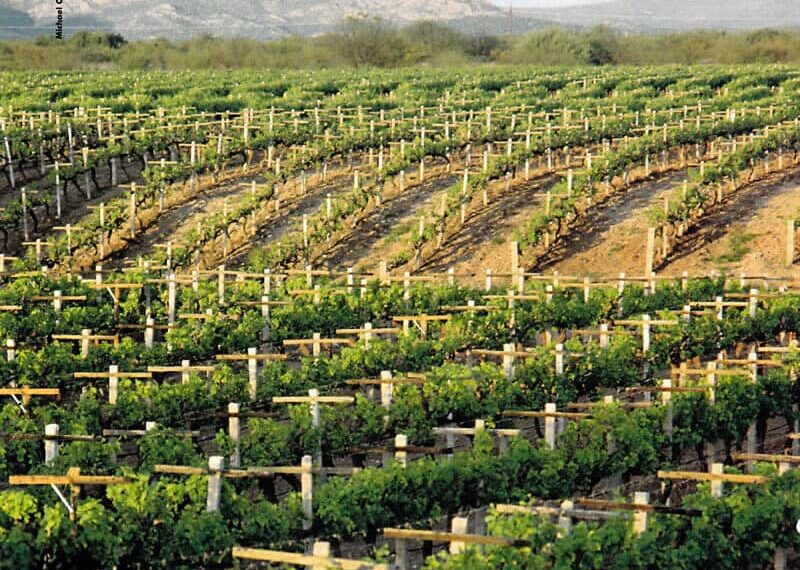 Vinos de México