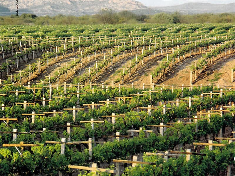 Mexico Wines