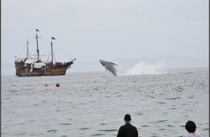 Whale Puts on a Show in Puerto Vallarta