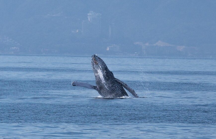 The Best Time to See Whales in Puerto Vallarta Is Now