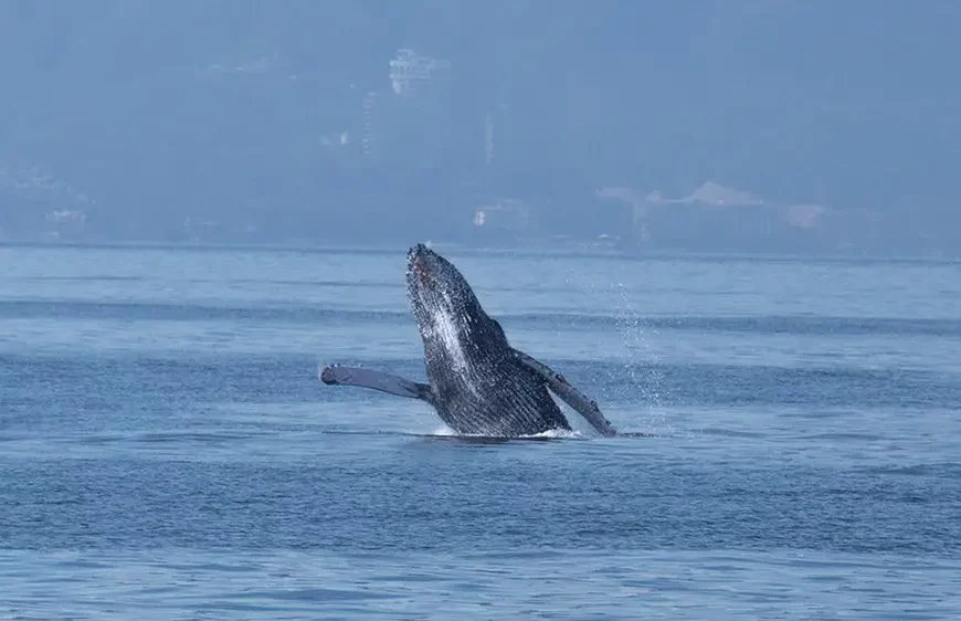 Humpback Whales, The Giants Of The Sea
