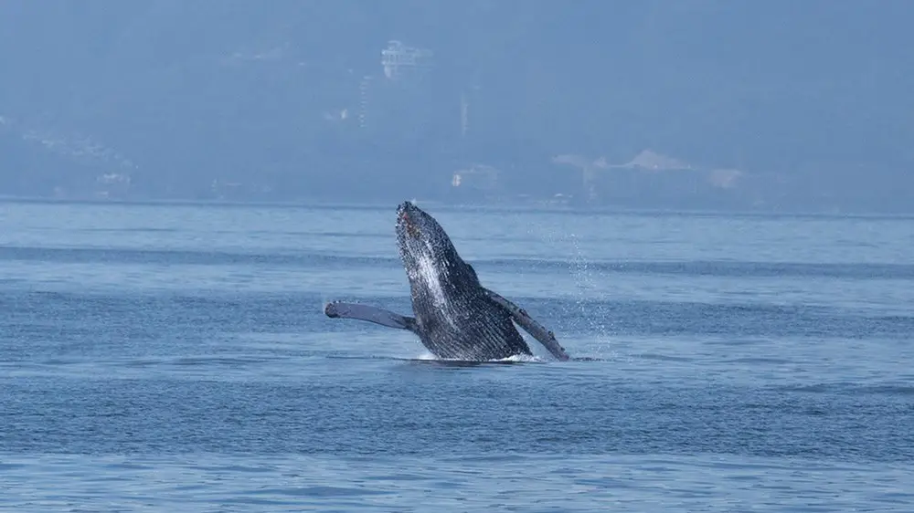 Humpback Whales, The Giants Of…